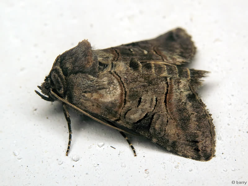 Abrostola tripartita (Hufnagel, 1766)